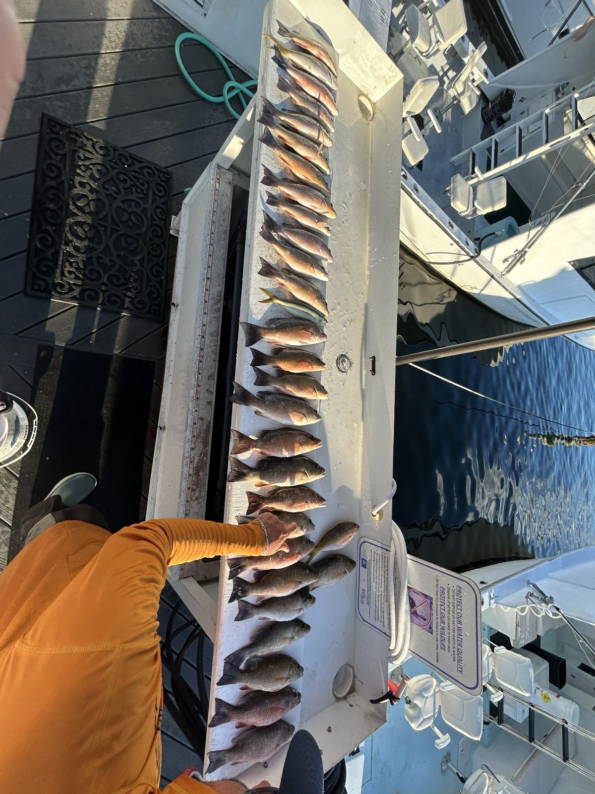Lineup of snapper from a bottom fishing trip