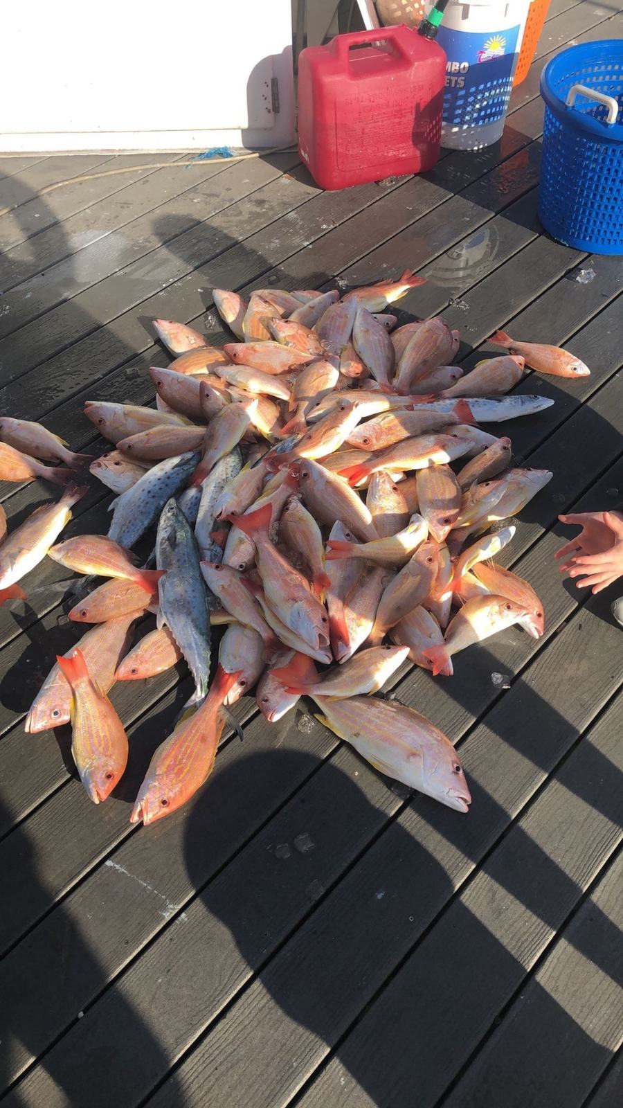 Snapper haul catch