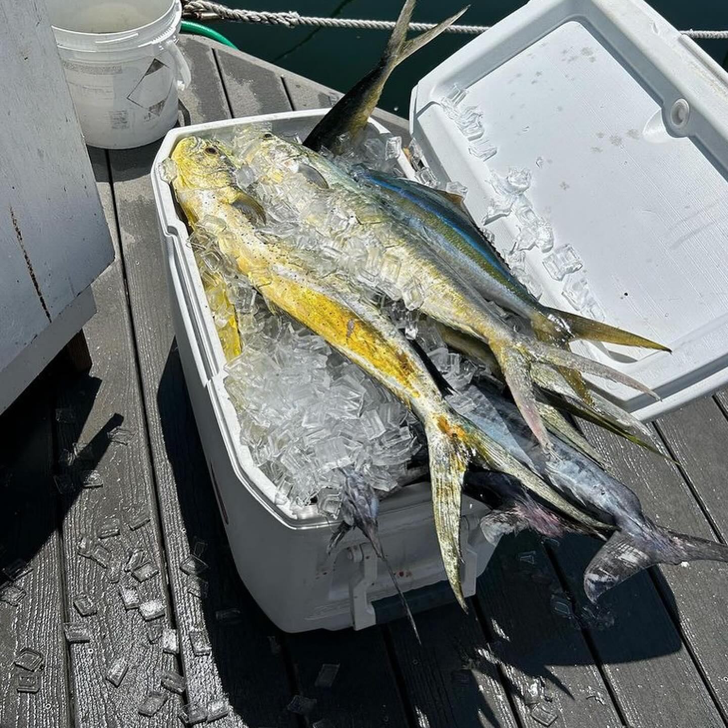 Mahi-mahi in cooler on ice